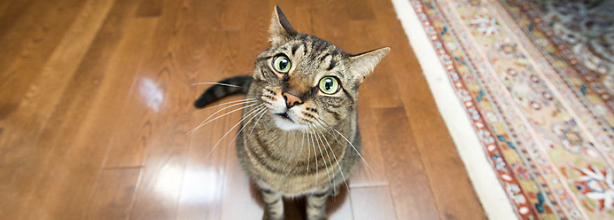 How To Get Your Cat To Stop Liking You So Much