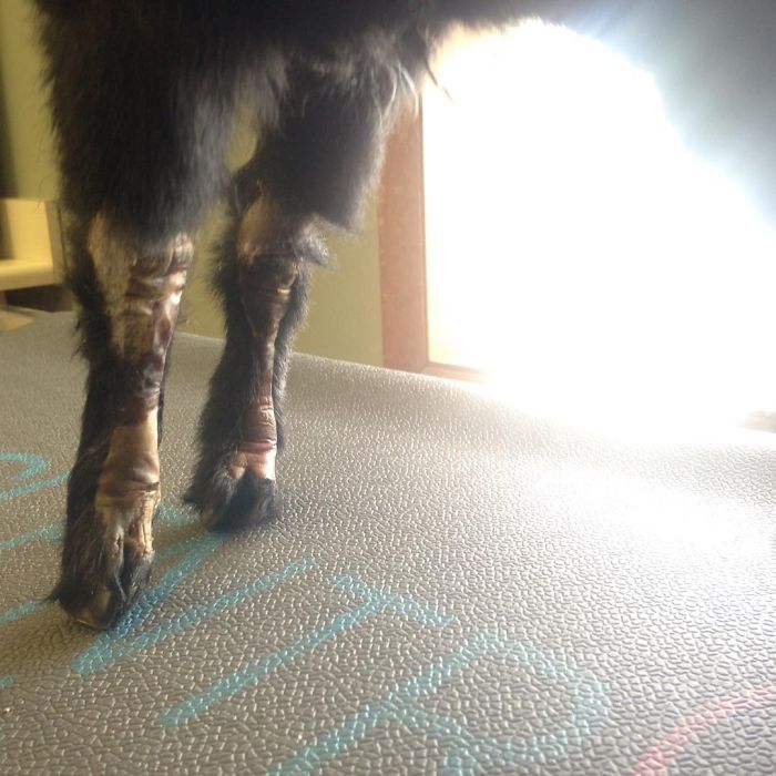 I Adopted A Lovely Baby Goat That Lost His Back Legs After Frostbite I Adopted A Lovely Baby Goat That Lost His Back Legs After Frostbite