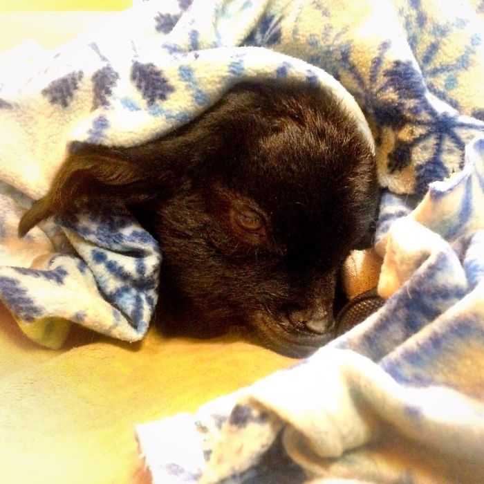 I Adopted A Lovely Baby Goat That Lost His Back Legs After Frostbite I Adopted A Lovely Baby Goat That Lost His Back Legs After Frostbite