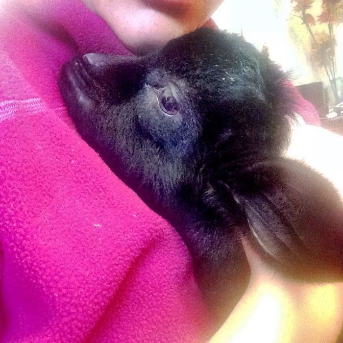 I Adopted A Lovely Baby Goat That Lost His Back Legs After Frostbite I Adopted A Lovely Baby Goat That Lost His Back Legs After Frostbite