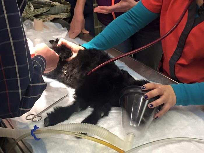 I Adopted A Lovely Baby Goat That Lost His Back Legs After Frostbite I Adopted A Lovely Baby Goat That Lost His Back Legs After Frostbite