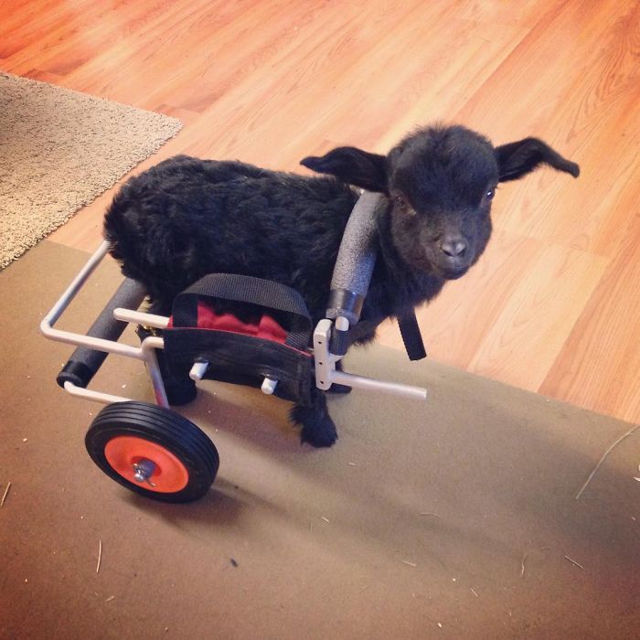 I Adopted A Lovely Baby Goat That Lost His Back Legs After Frostbite