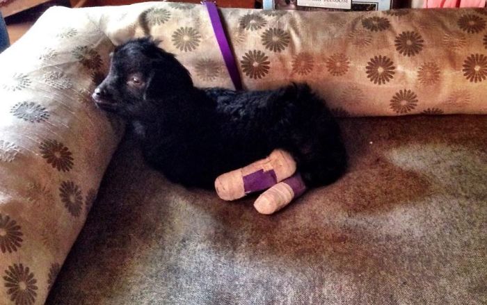 I Adopted A Lovely Baby Goat That Lost His Back Legs After Frostbite