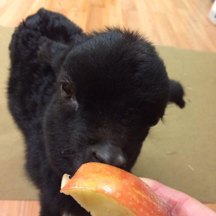 I Adopted A Lovely Baby Goat That Lost His Back Legs After Frostbite