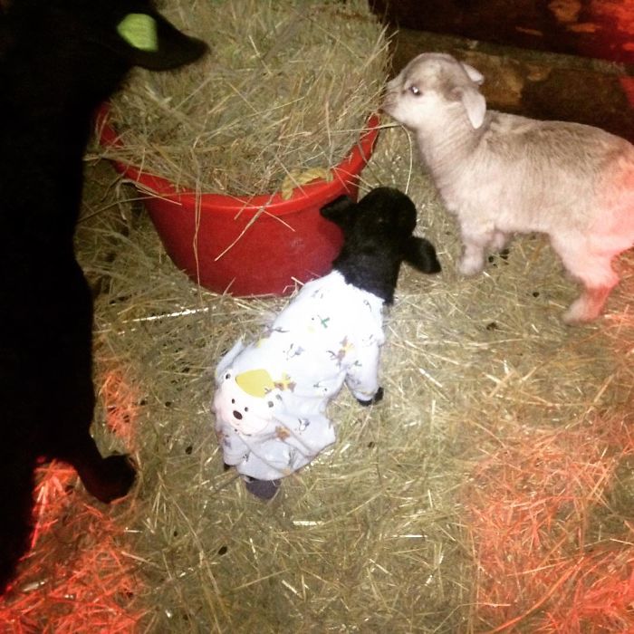 I Adopted A Lovely Baby Goat That Lost His Back Legs After Frostbite I Adopted A Lovely Baby Goat That Lost His Back Legs After Frostbite