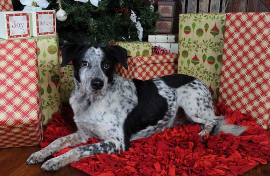 I Can Turn Your Pet Into A Creepy Cute Toy