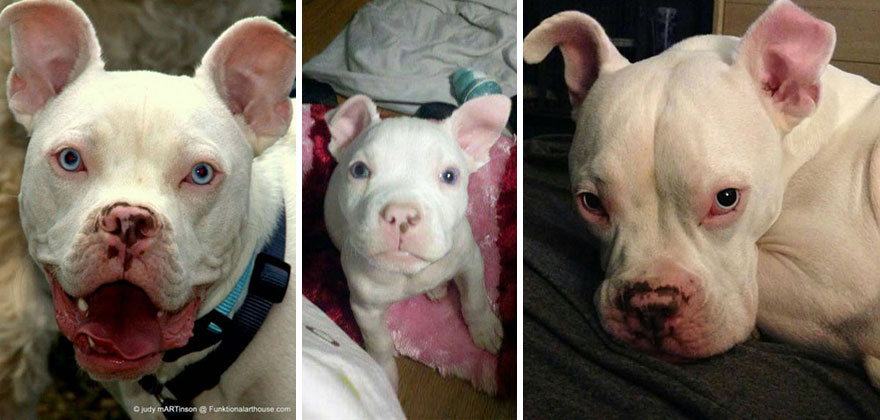 I Can Turn Your Pet Into A Creepy Cute Toy