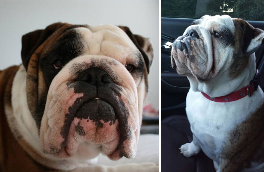 I Can Turn Your Pet Into A Creepy Cute Toy