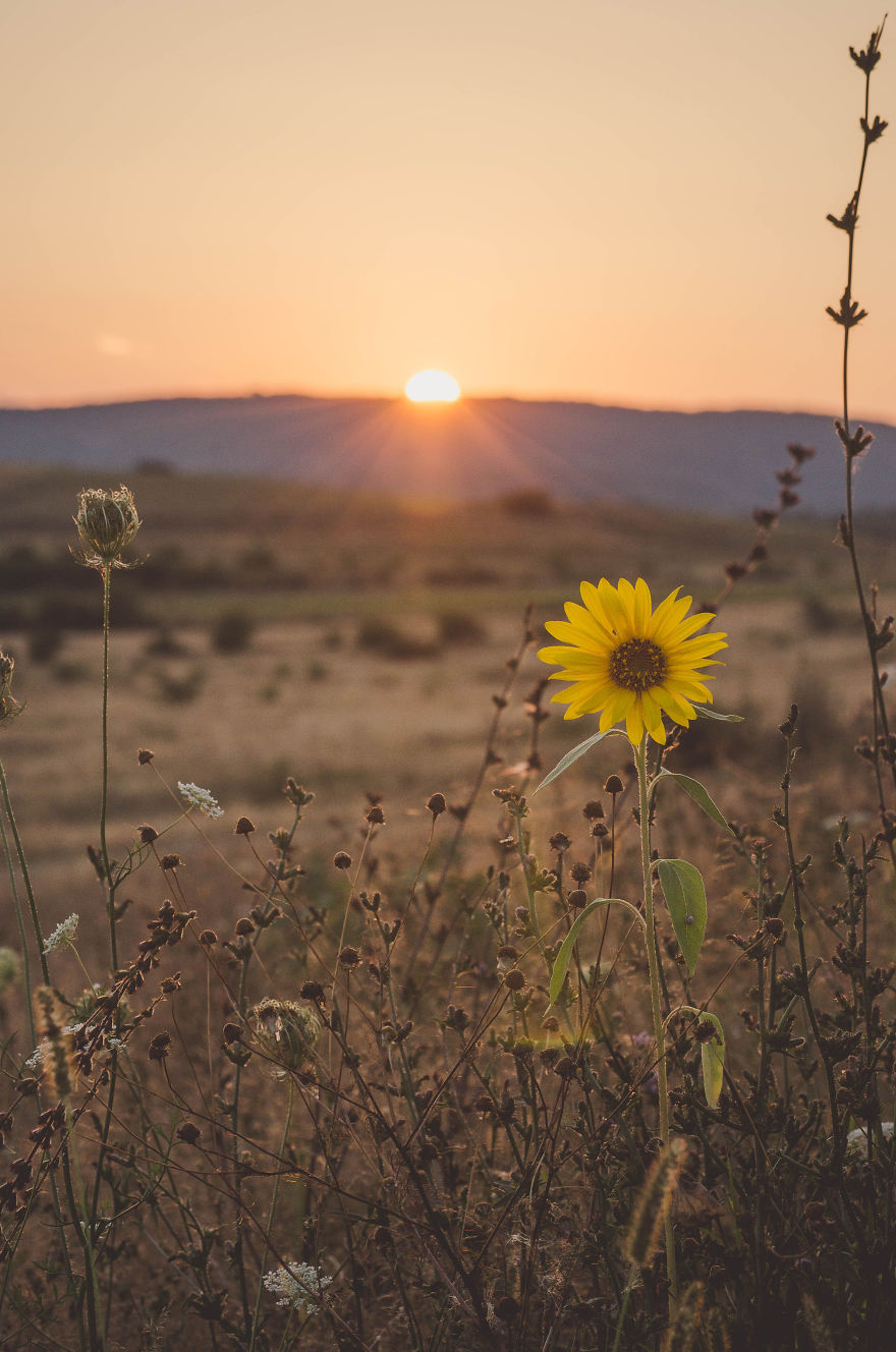 I Capture Sunsets For You To Admire