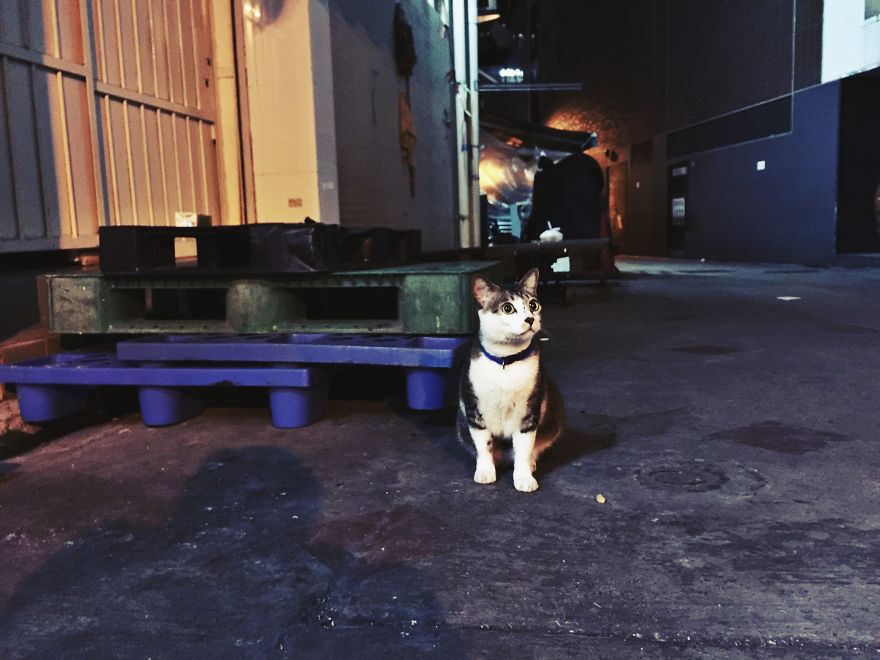 Midnight Back Alleys Of Hong Kong