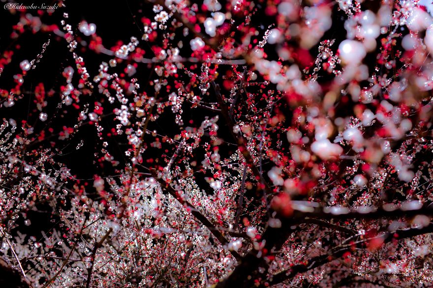 I Captured Spring In Japan I Captured Spring In Japan
