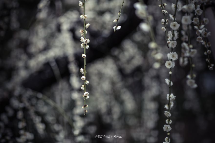 I Captured Spring In Japan I Captured Spring In Japan