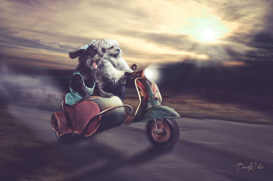 I Create Surreal Photos Of My Pets Using Photoshop I Create Surreal Photos Of My Pets Using Photoshop