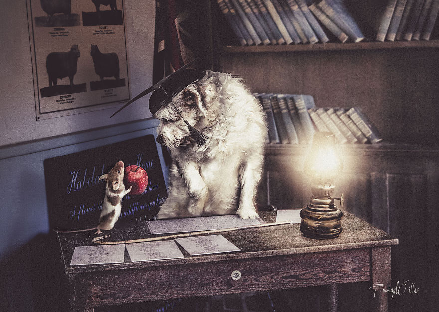 I Create Surreal Photos Of My Pets Using Photoshop