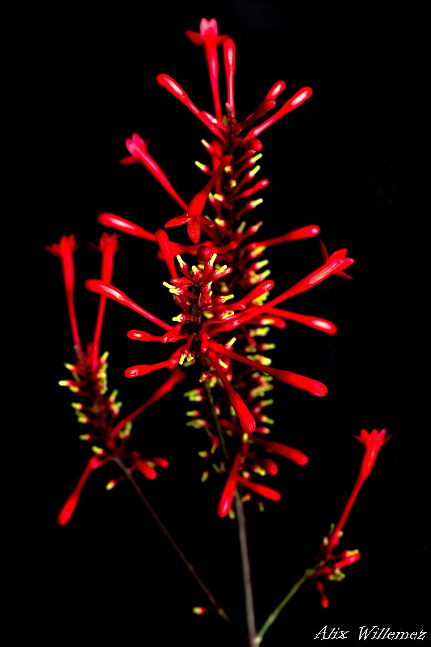 I Document The Unique Flowers Of New Caledonia