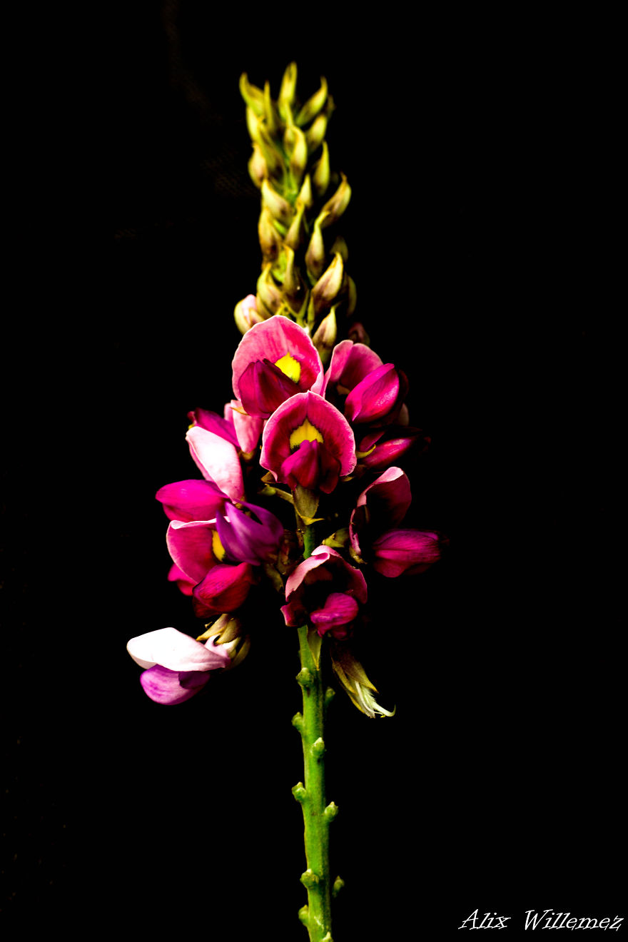 I Document The Unique Flowers Of New Caledonia