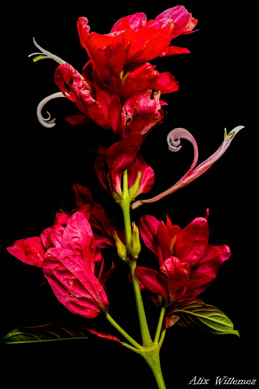 I Document The Unique Flowers Of New Caledonia