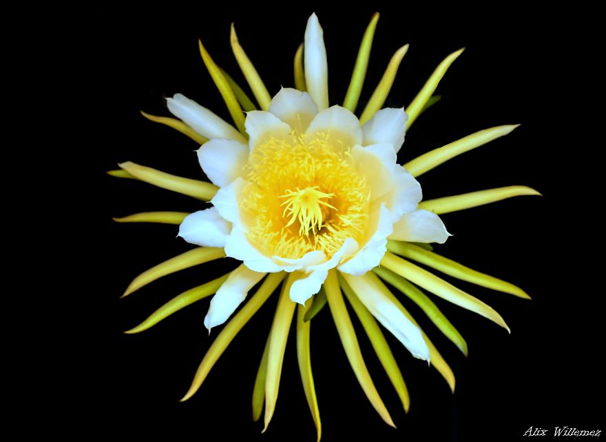 I Document The Unique Flowers Of New Caledonia