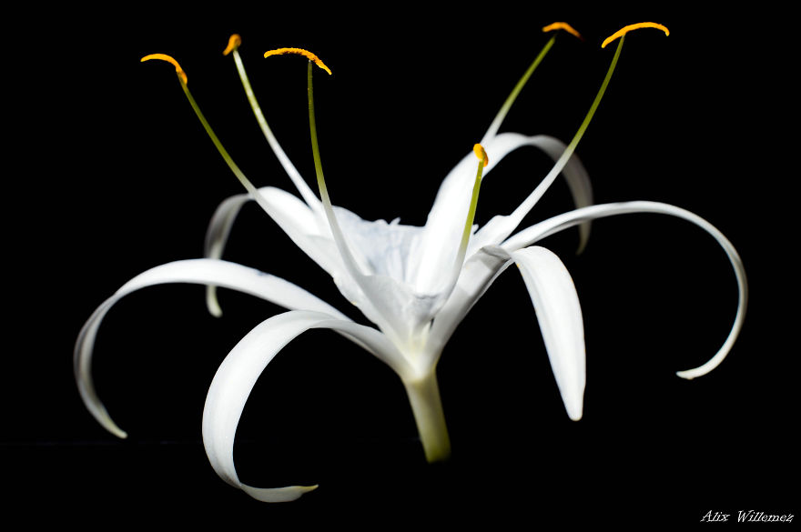 I Document The Unique Flowers Of New Caledonia