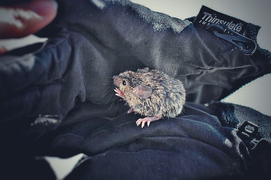 I Documented The Struggles Of A Little Mouse In Cold Water I Documented The Struggles Of A Little Mouse In Cold Water