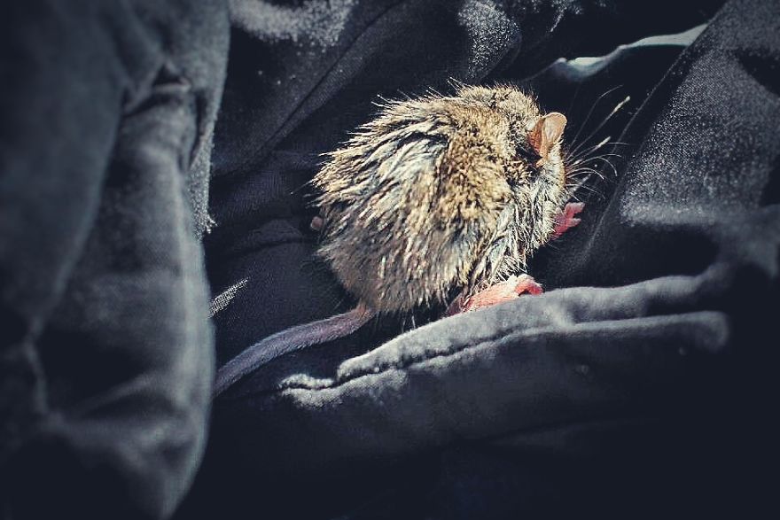 I Documented The Struggles Of A Little Mouse In Cold Water I Documented The Struggles Of A Little Mouse In Cold Water