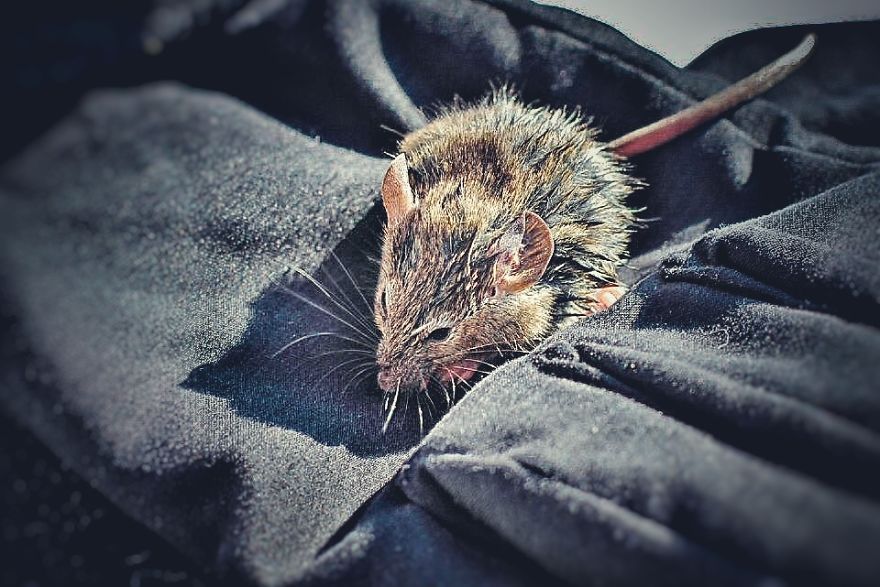 I Documented The Struggles Of A Little Mouse In Cold Water I Documented The Struggles Of A Little Mouse In Cold Water