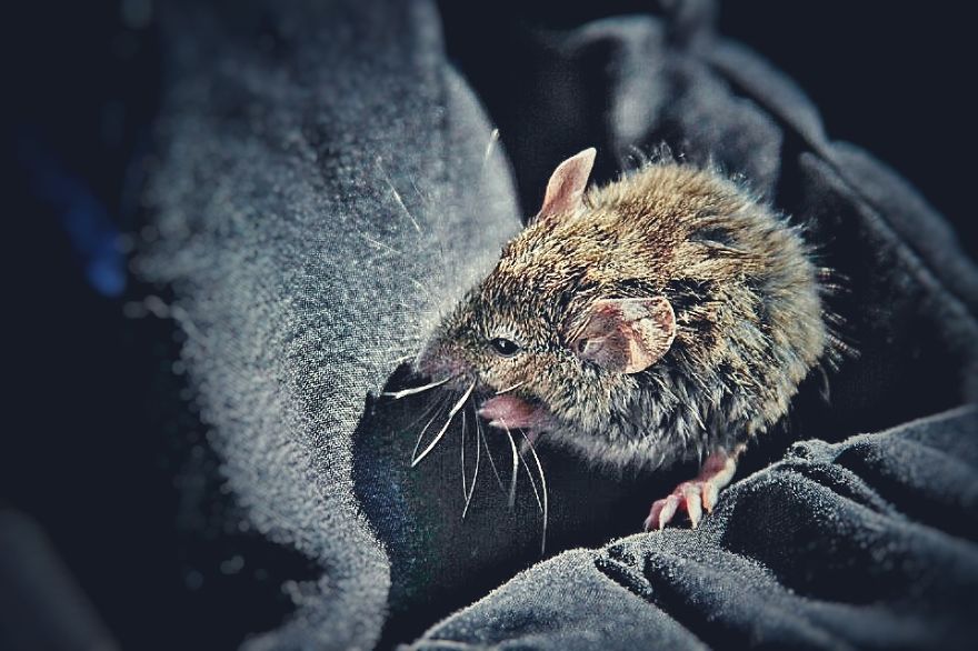 I Documented The Struggles Of A Little Mouse In Cold Water I Documented The Struggles Of A Little Mouse In Cold Water