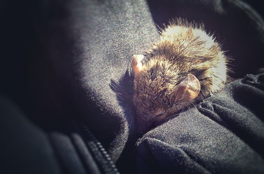 I Documented The Struggles Of A Little Mouse In Cold Water I Documented The Struggles Of A Little Mouse In Cold Water