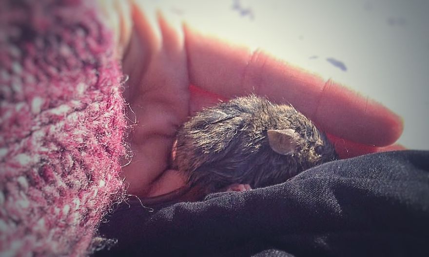 I Documented The Struggles Of A Little Mouse In Cold Water I Documented The Struggles Of A Little Mouse In Cold Water