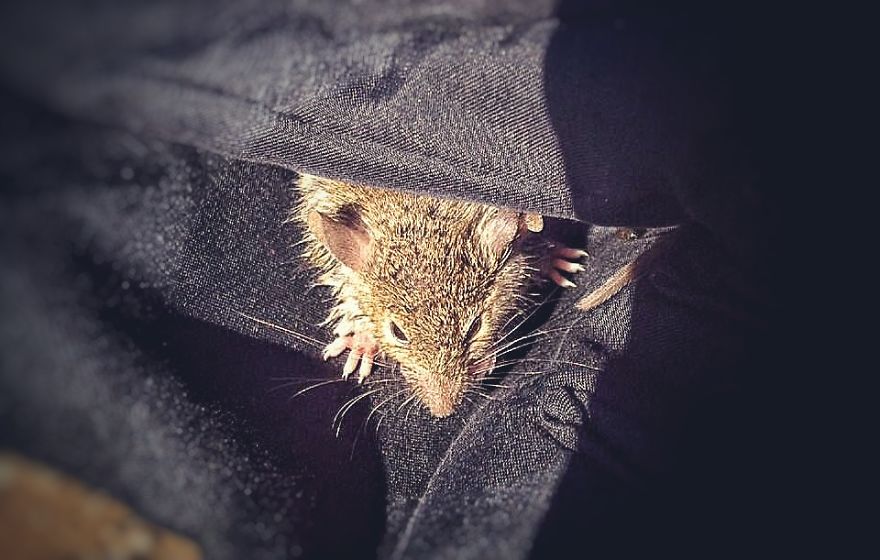 I Documented The Struggles Of A Little Mouse In Cold Water I Documented The Struggles Of A Little Mouse In Cold Water