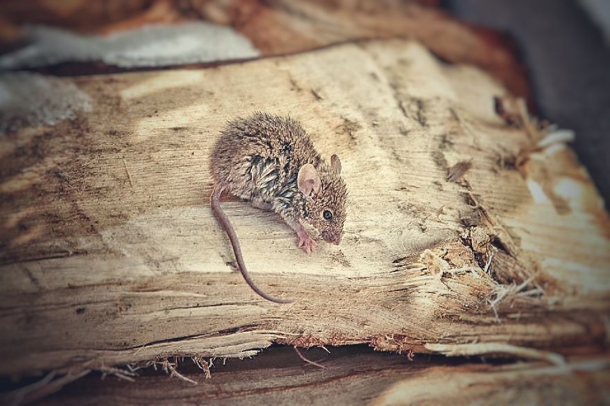 А максаков мышка спряталась. Смелая мышь. Храбрый мышонок.