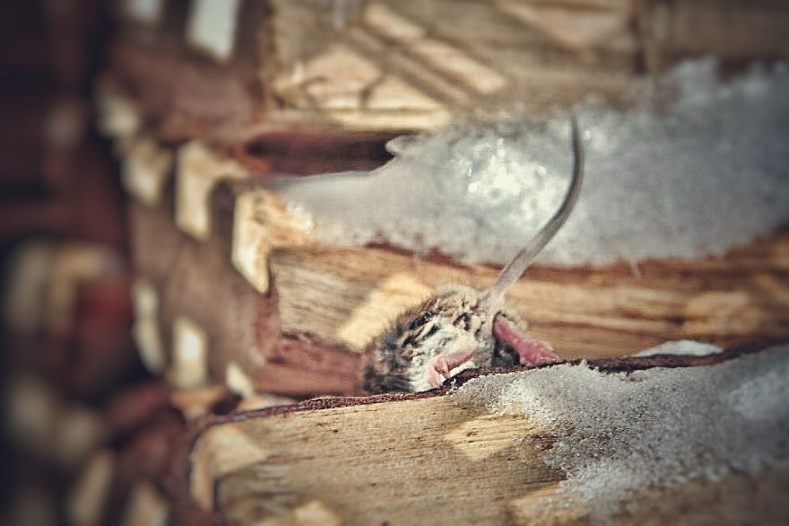 I Documented The Struggles Of A Little Mouse In Cold Water I Documented The Struggles Of A Little Mouse In Cold Water