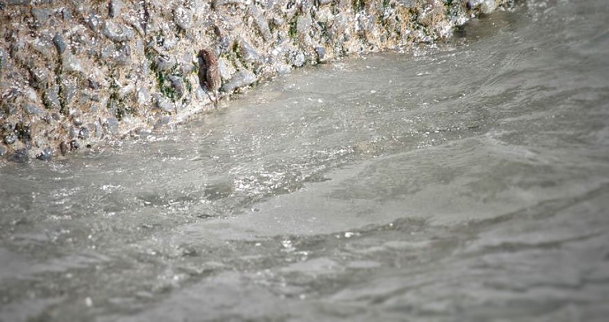 I Documented The Struggles Of A Little Mouse In Cold Water I Documented The Struggles Of A Little Mouse In Cold Water