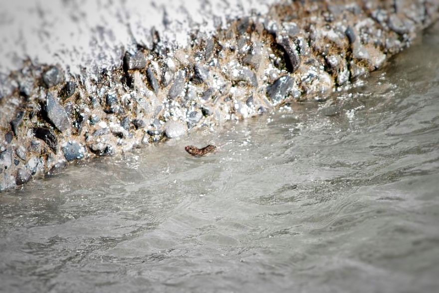 I Documented The Struggles Of A Little Mouse In Cold Water I Documented The Struggles Of A Little Mouse In Cold Water