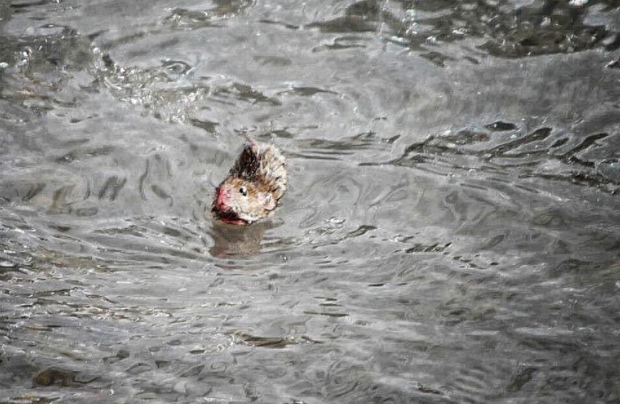 I Documented The Struggles Of A Little Mouse In Cold Water I Documented The Struggles Of A Little Mouse In Cold Water