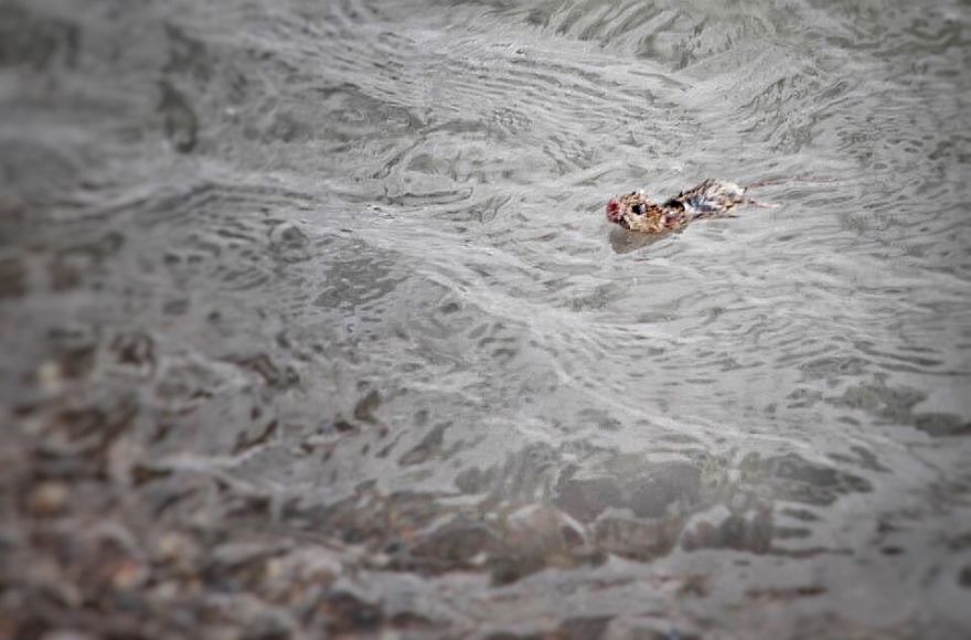 I Documented The Struggles Of A Little Mouse In Cold Water I Documented The Struggles Of A Little Mouse In Cold Water