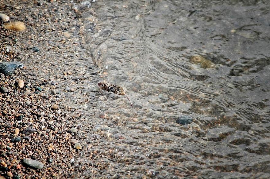 I Documented The Struggles Of A Little Mouse In Cold Water I Documented The Struggles Of A Little Mouse In Cold Water