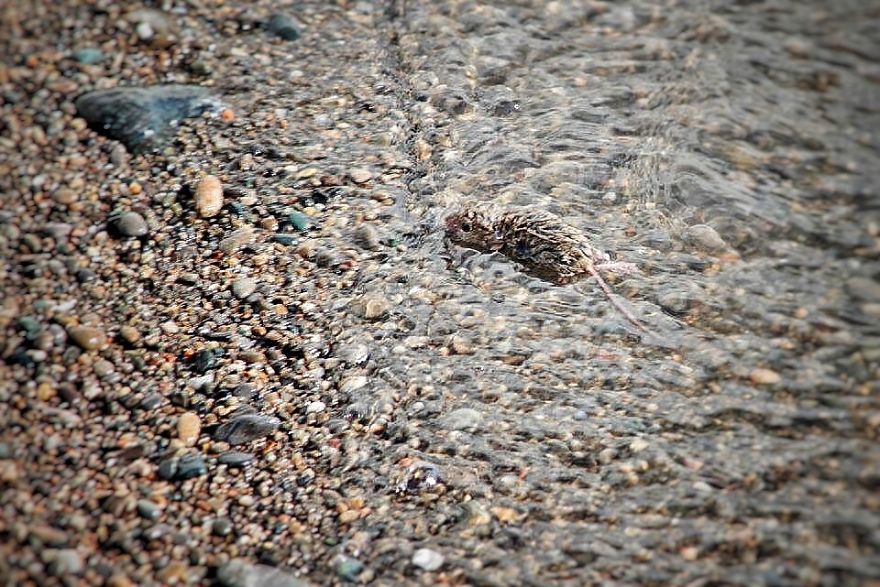 I Documented The Struggles Of A Little Mouse In Cold Water I Documented The Struggles Of A Little Mouse In Cold Water