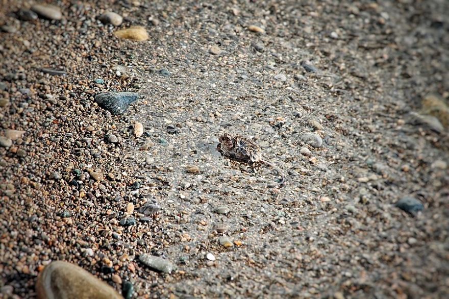 I Documented The Struggles Of A Little Mouse In Cold Water I Documented The Struggles Of A Little Mouse In Cold Water