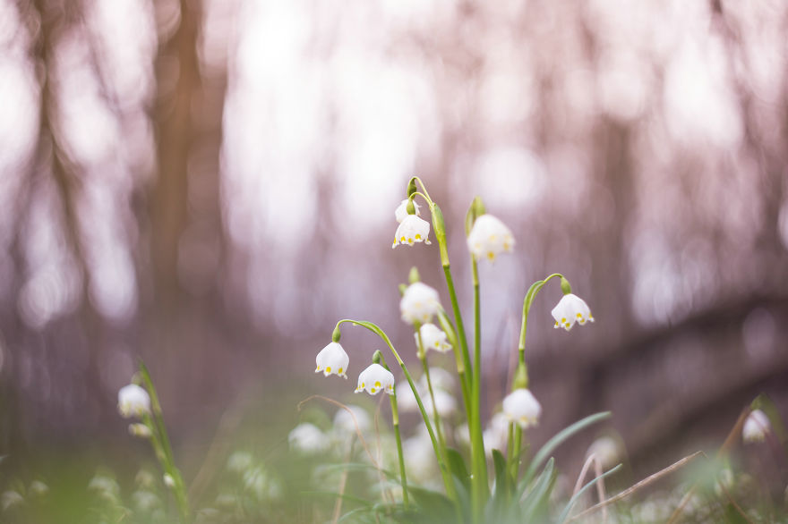 I Drove Thousands Of Kilometres To Photograph These Rare Spring Flowers