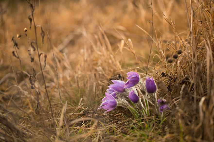 I Drove Thousands Of Kilometres To Photograph These Rare Spring Flowers I Drove Thousands Of Kilometres To Photograph These Rare Spring Flowers