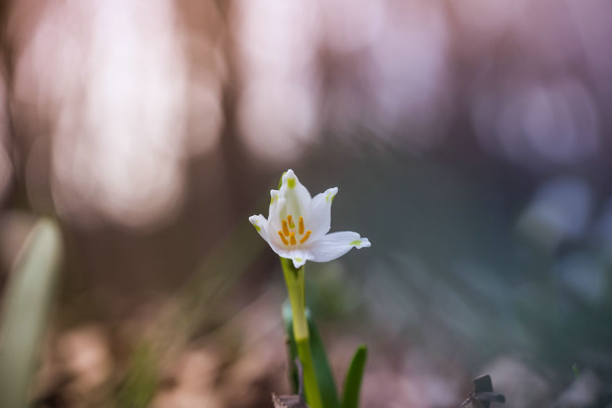 I Drove Thousands Of Kilometres To Photograph These Rare Spring Flowers