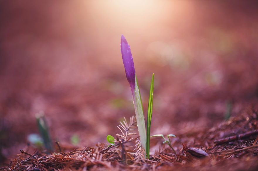 I Drove Thousands Of Kilometres To Photograph These Rare Spring Flowers I Drove Thousands Of Kilometres To Photograph These Rare Spring Flowers