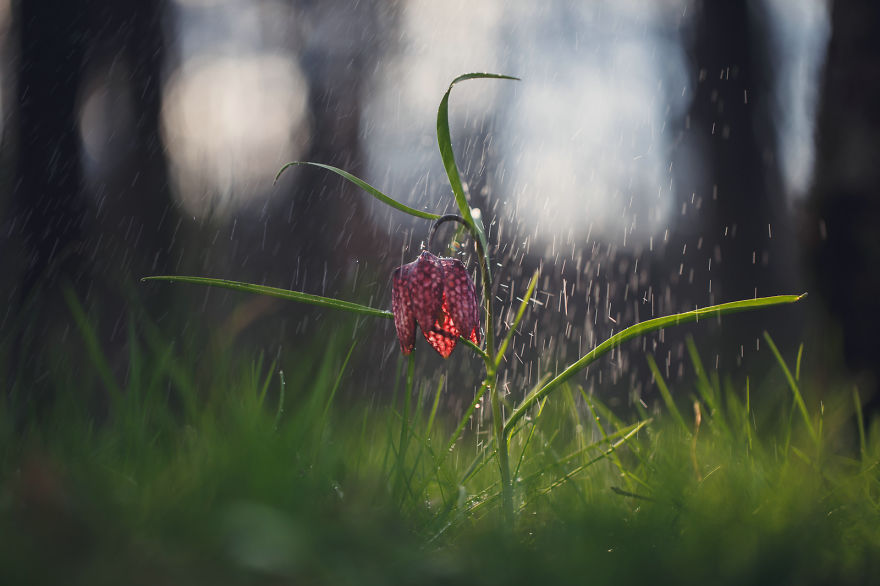 I Drove Thousands Of Kilometres To Photograph These Rare Spring Flowers I Drove Thousands Of Kilometres To Photograph These Rare Spring Flowers
