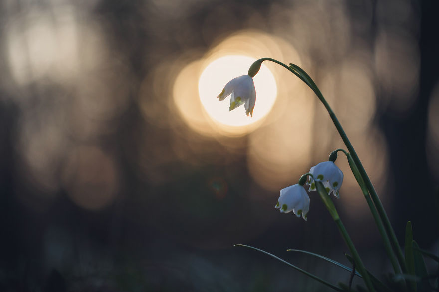 I Drove Thousands Of Kilometres To Photograph These Rare Spring Flowers I Drove Thousands Of Kilometres To Photograph These Rare Spring Flowers