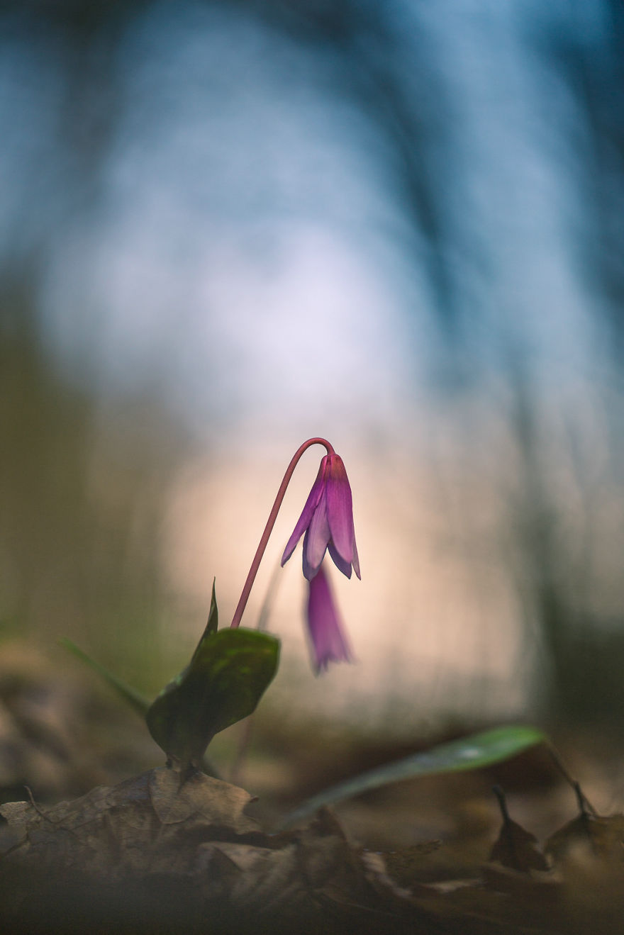 I Drove Thousands Of Kilometres To Photograph These Rare Spring Flowers I Drove Thousands Of Kilometres To Photograph These Rare Spring Flowers