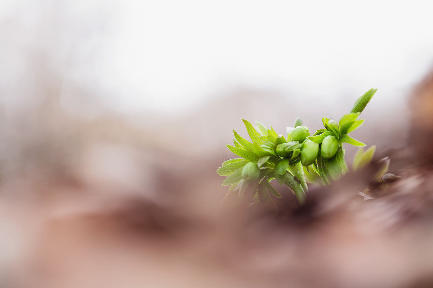 I Drove Thousands Of Kilometres To Photograph These Rare Spring Flowers