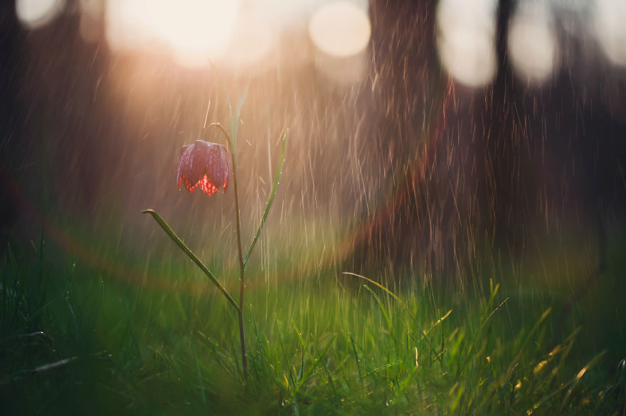 I Drove Thousands Of Kilometres To Photograph These Rare Spring Flowers