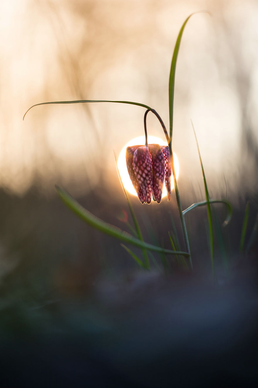 I Drove Thousands Of Kilometres To Photograph These Rare Spring Flowers I Drove Thousands Of Kilometres To Photograph These Rare Spring Flowers