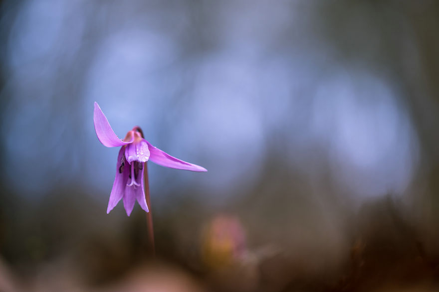 I Drove Thousands Of Kilometres To Photograph These Rare Spring Flowers I Drove Thousands Of Kilometres To Photograph These Rare Spring Flowers